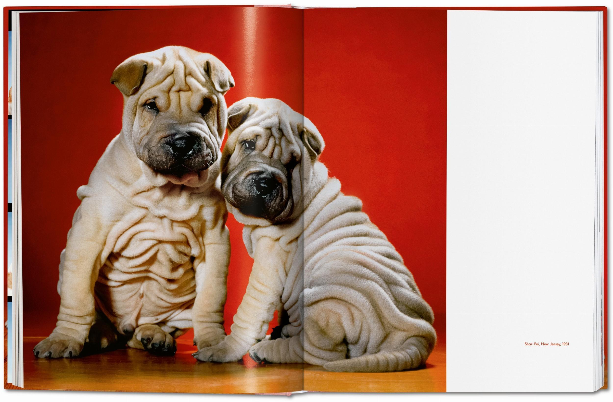 Bild: 9783836584296 | Walter Chandoha. Dogs. Photographs 1941-1991 | Reuel Golden | Buch