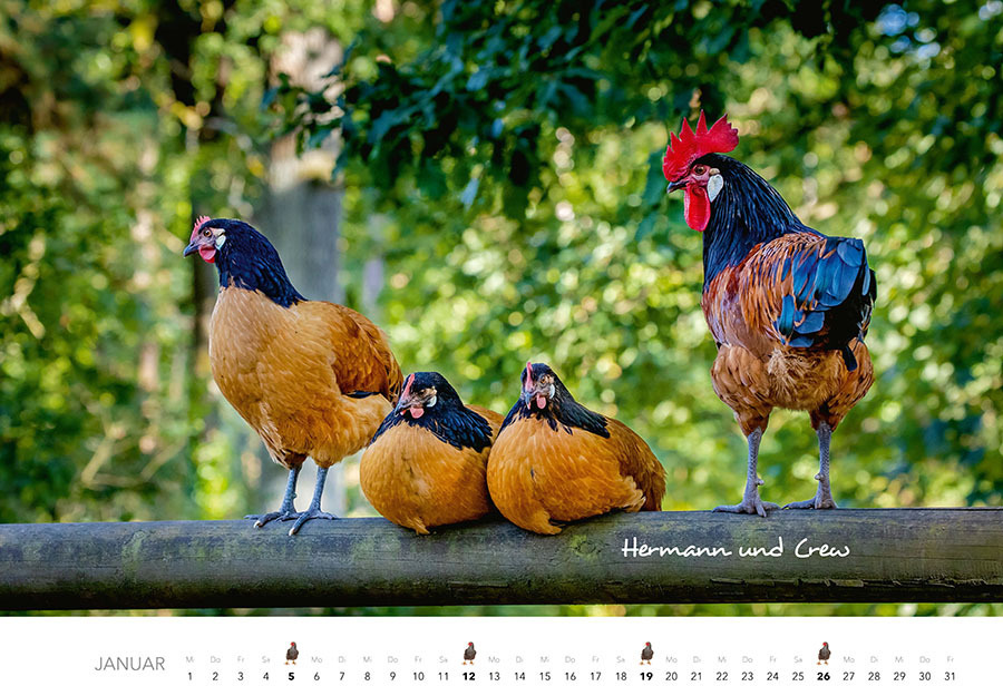 Bild: 9783966648202 | Hühner Kalender 2025 | Der Tierkalender mit den charmanten Namen