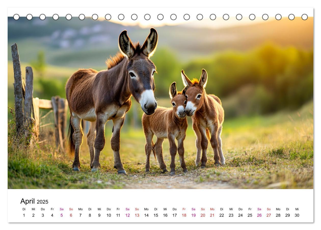 Bild: 9783457215357 | Esel - neugierige Typen (Tischkalender 2025 DIN A5 quer), CALVENDO...