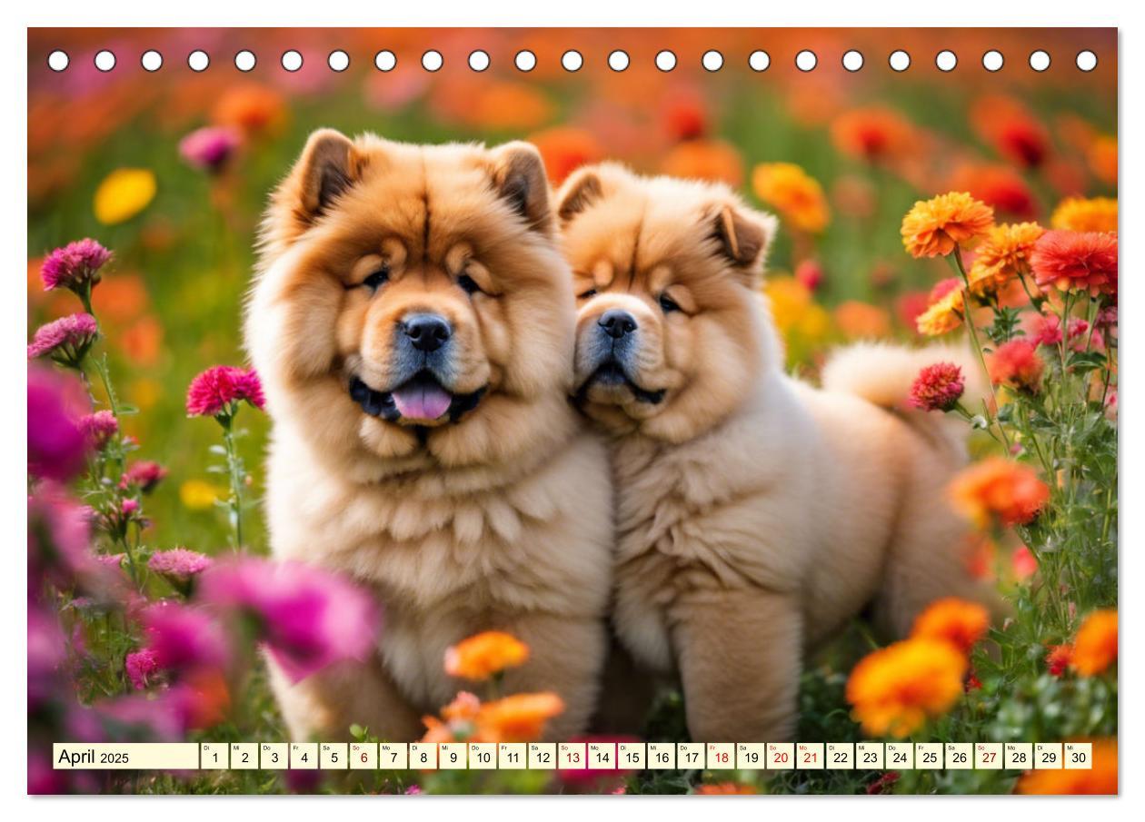 Bild: 9783457036945 | Chow Chow - der Löwenkopfhund (Tischkalender 2025 DIN A5 quer),...