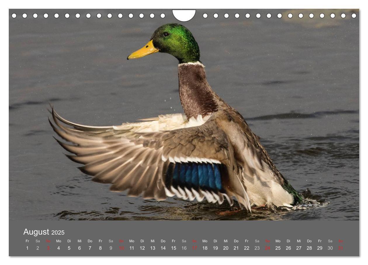 Bild: 9783435517169 | Der Federsee - Vogelparadies in Oberschwaben (Wandkalender 2025 DIN...