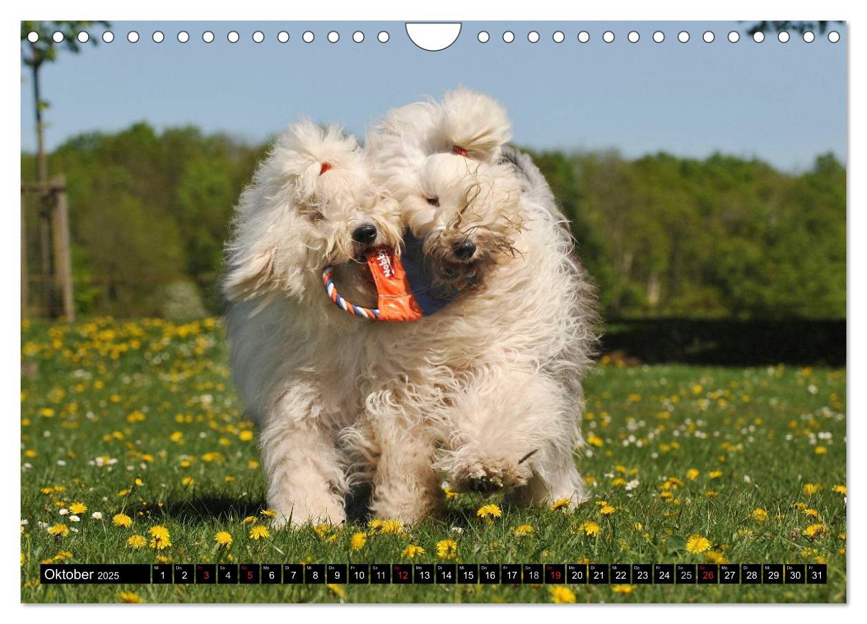 Bild: 9783435571901 | Traumhund Bobtail (Wandkalender 2025 DIN A4 quer), CALVENDO...