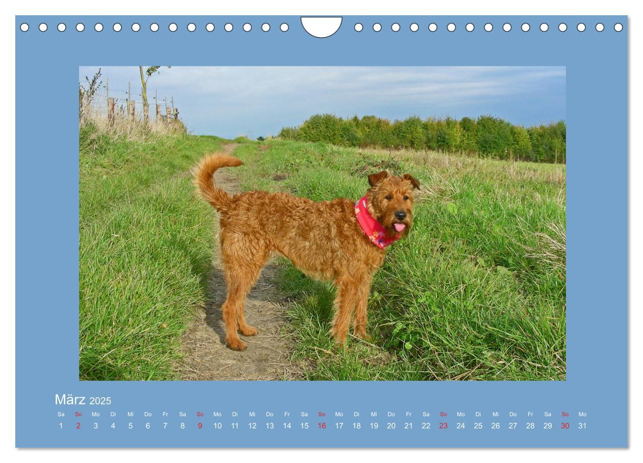 Bild: 9783435286973 | Kelly, der Irish Terrier - innen und außen aus Gold (Wandkalender...