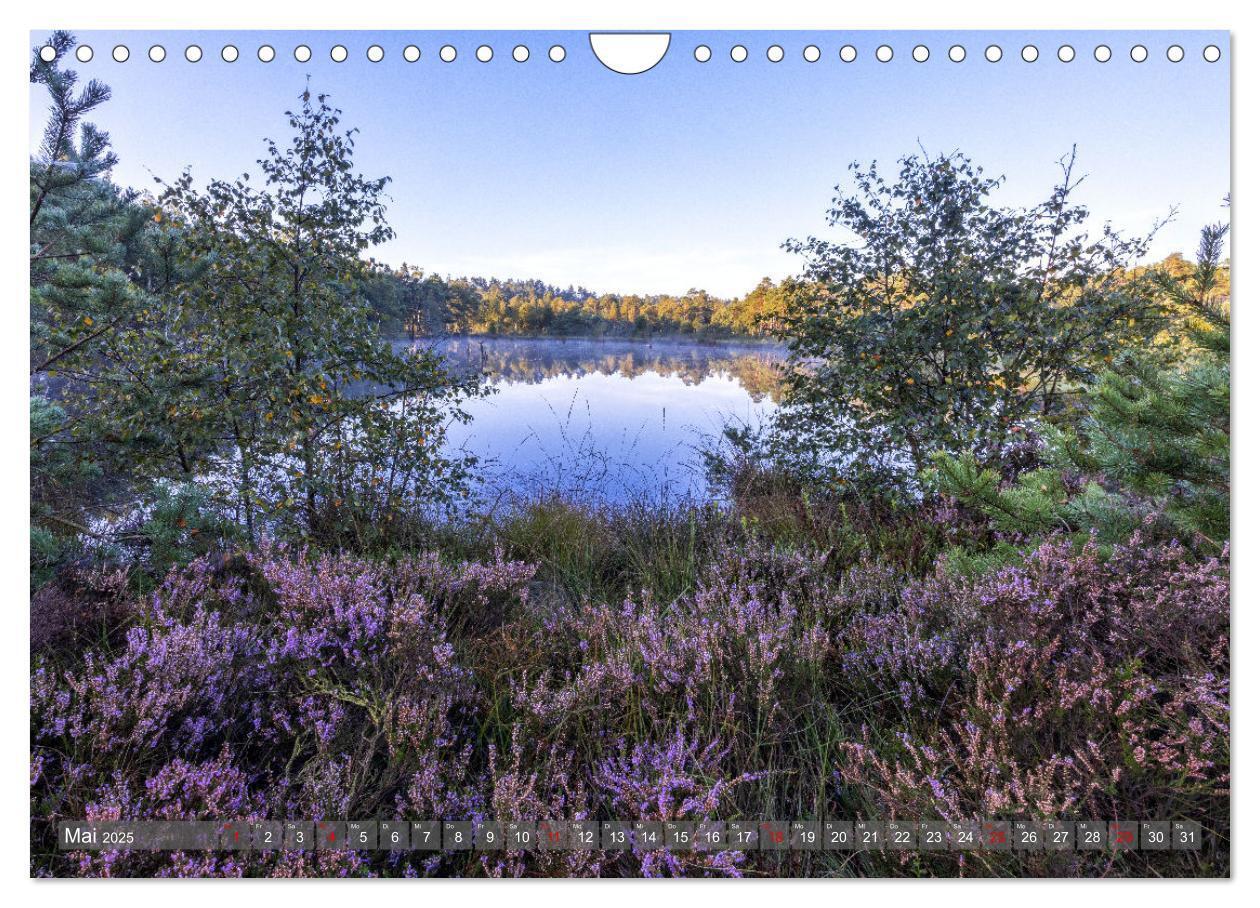 Bild: 9783383841361 | Die Lüneburger Heide - In voller Blüte (Wandkalender 2025 DIN A4...