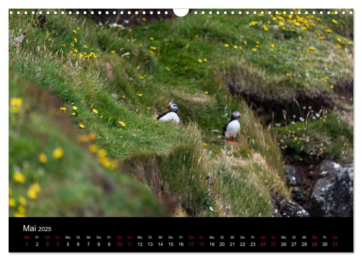 Bild: 9783435410675 | Puffins - Vögel des Nordens (Wandkalender 2025 DIN A3 quer),...