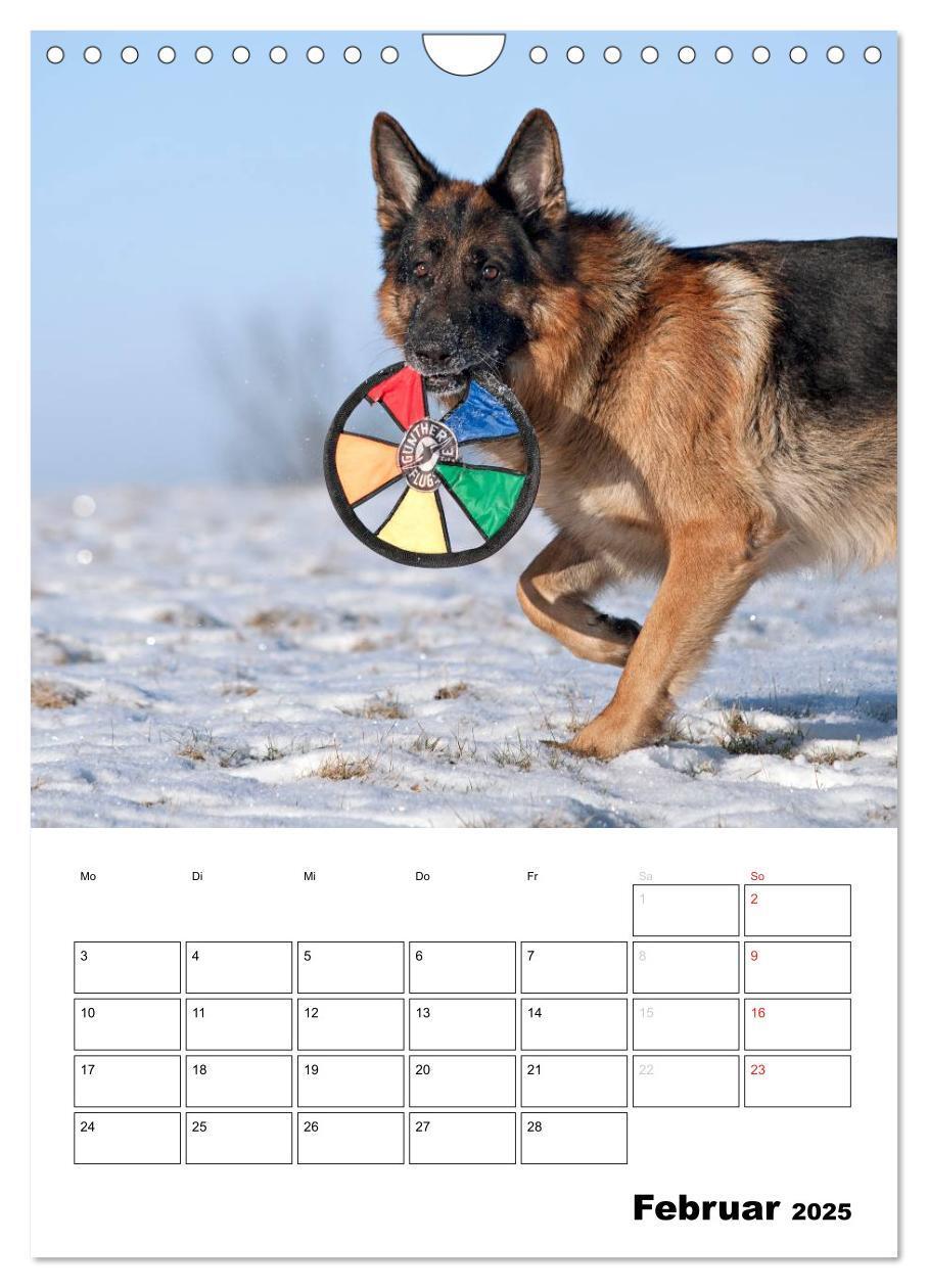 Bild: 9783457026731 | Deutsche Schäferhunde - Seelentröster auf vier Pfoten (Wandkalender...