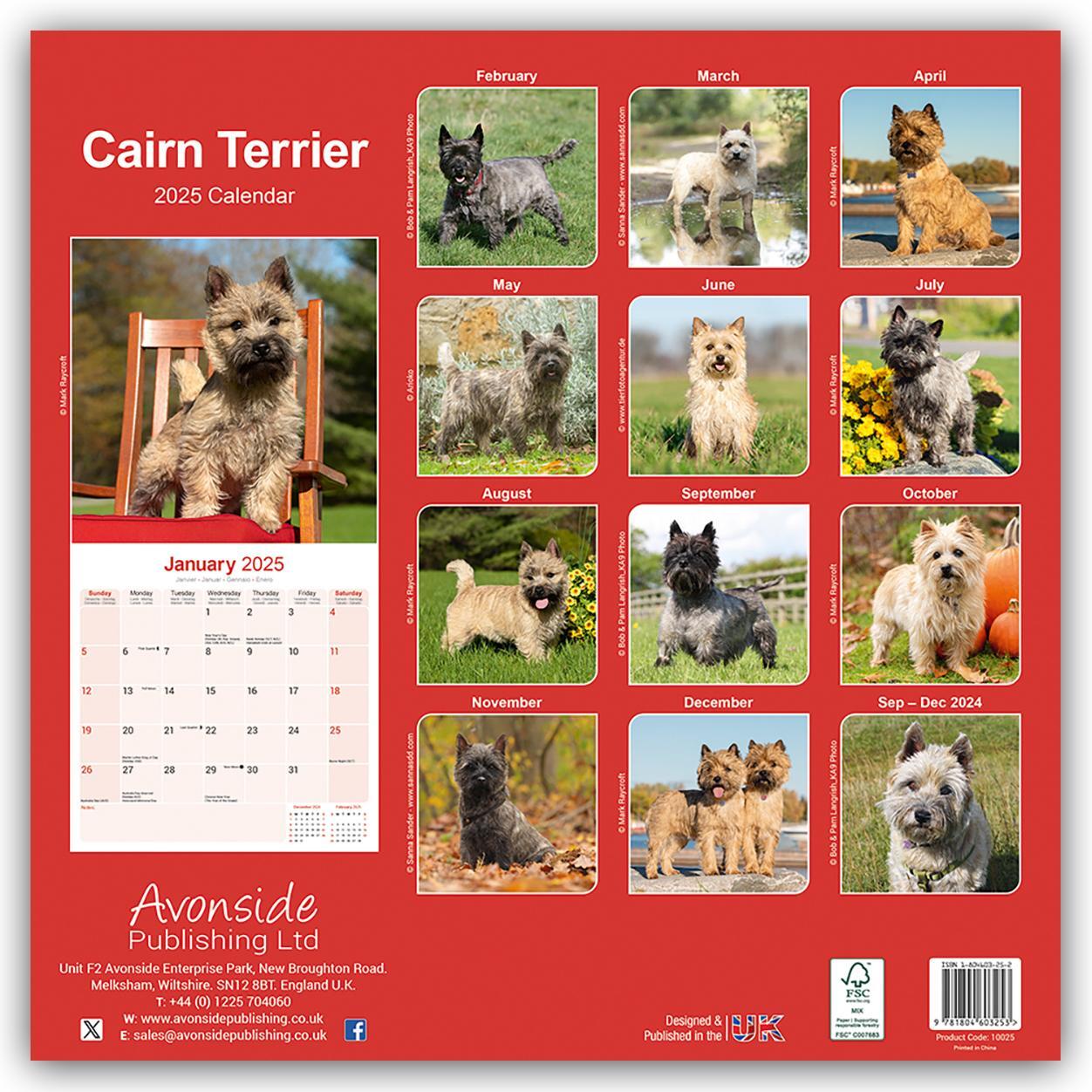 Rückseite: 9781804603253 | Cairn Terrier - Cairn Terrier 2025 - 16-Monatskalender | Ltd | 13 S.