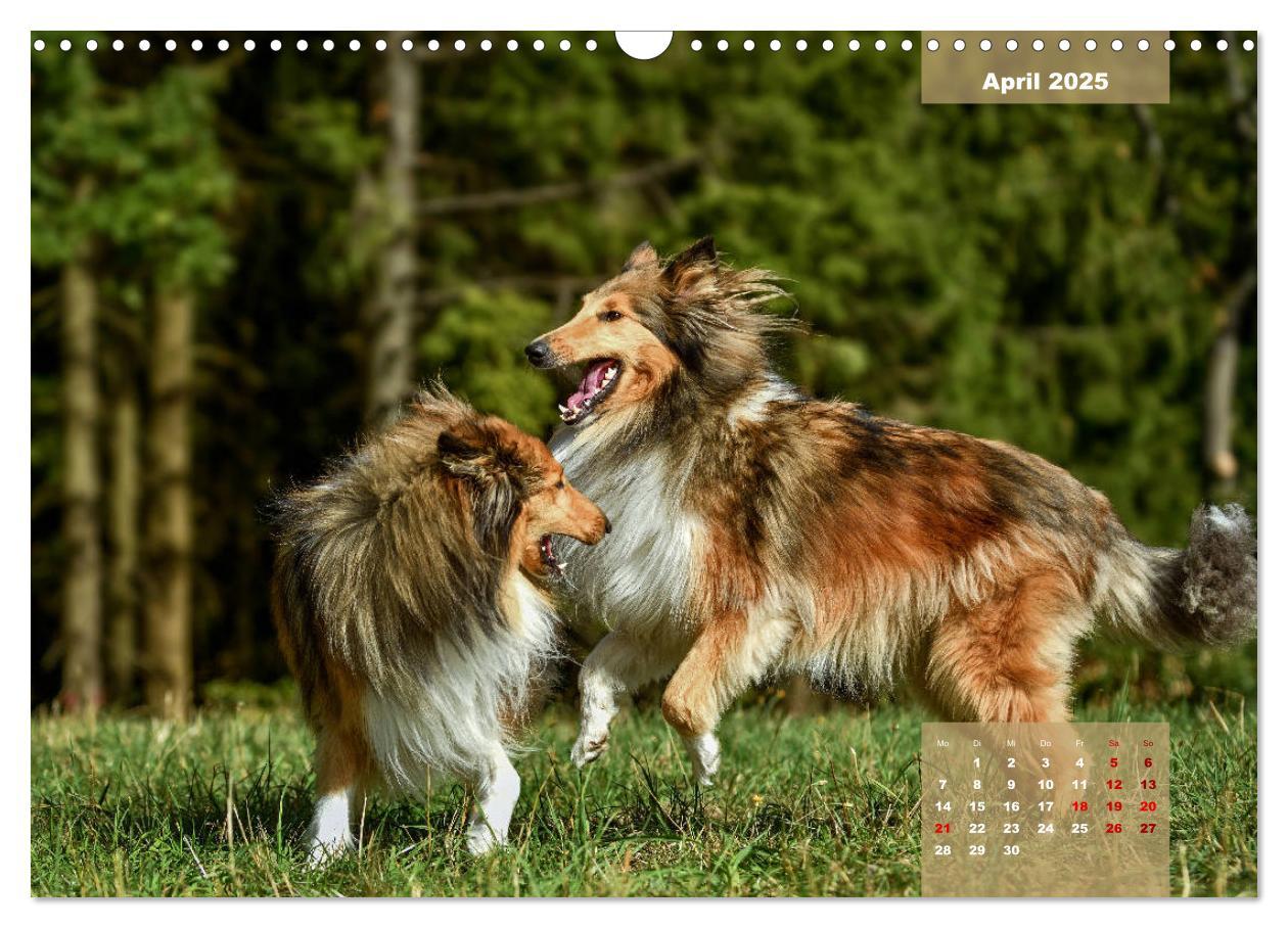 Bild: 9783435110629 | Typisch Collie (Wandkalender 2025 DIN A3 quer), CALVENDO...