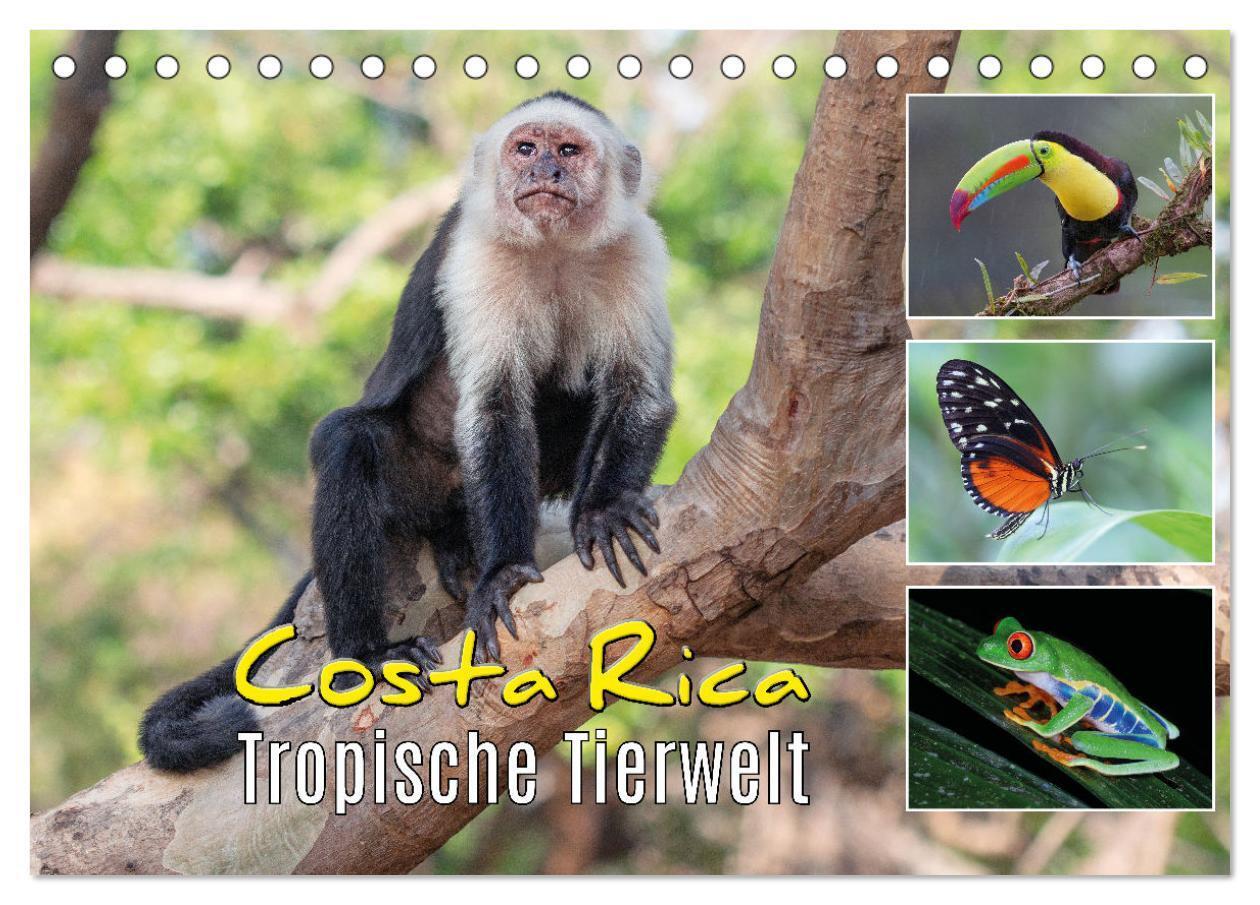 Cover: 9783383977138 | Costa Rica - Tropische Tierwelt (Tischkalender 2025 DIN A5 quer),...