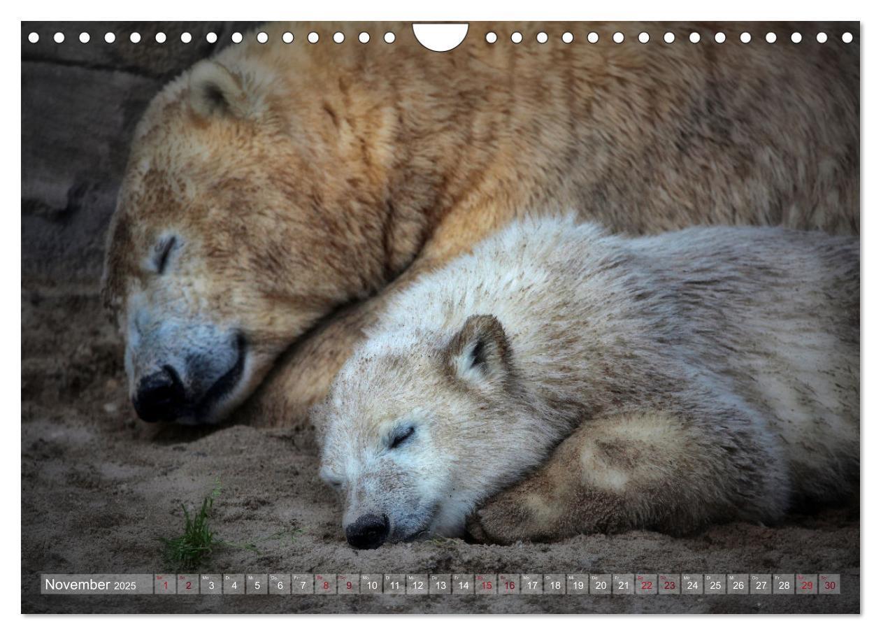 Bild: 9783435104833 | Tierisch BEWEGENDE Momente (Wandkalender 2025 DIN A4 quer),...