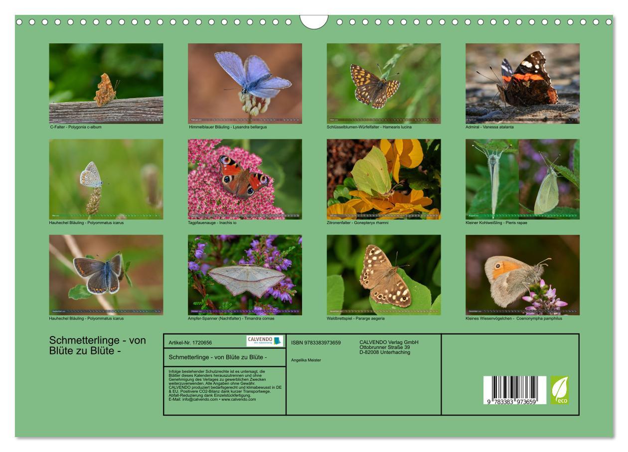 Bild: 9783383973659 | Schmetterlinge - von Blüte zu Blüte - (Wandkalender 2025 DIN A3...