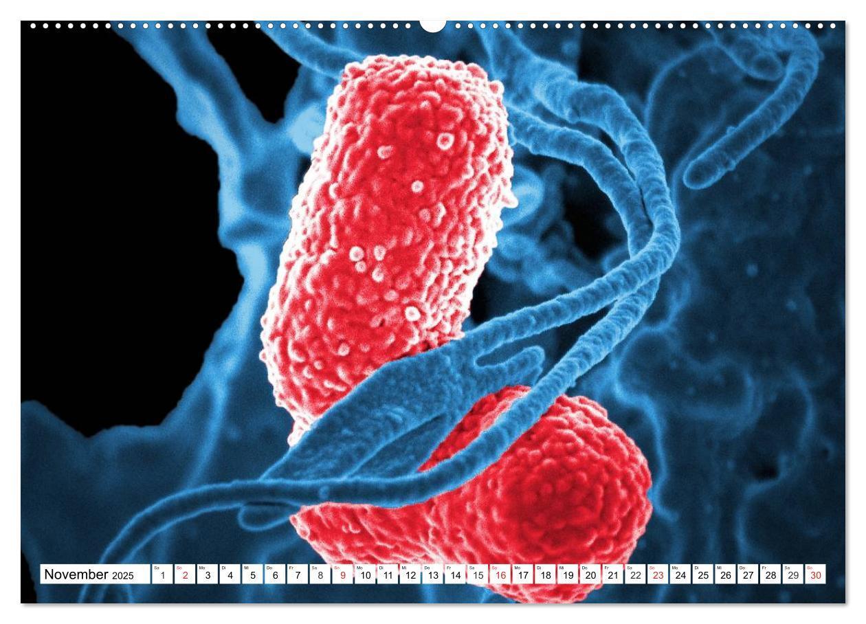 Bild: 9783435483334 | Mikrobiologie. Mikroorganismen, Genetik und Zellen (Wandkalender...