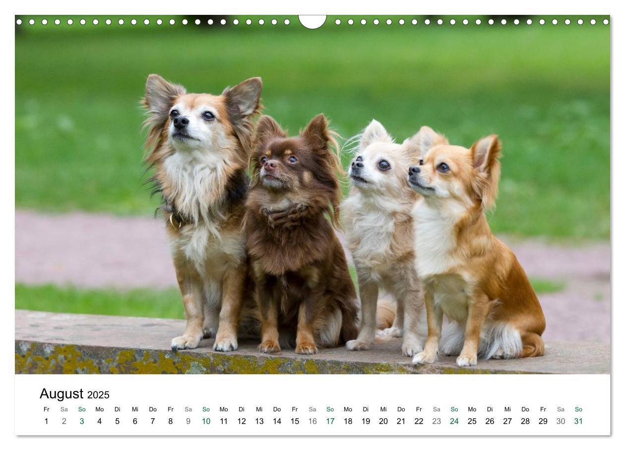 Bild: 9783435772247 | Chihuahuas - kleine Herzensbrecher (Wandkalender 2025 DIN A3 quer),...