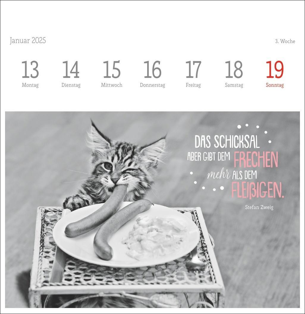 Bild: 9783756408160 | Monika Wegler: Katzen Weisheiten Premium-Postkartenkalender 2025