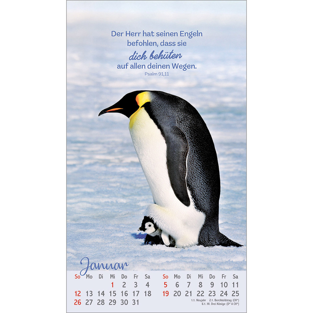 Bild: 9783754879757 | Beflügelt und geborgen | Vögel 2025 | Kalender | 13 S. | Deutsch