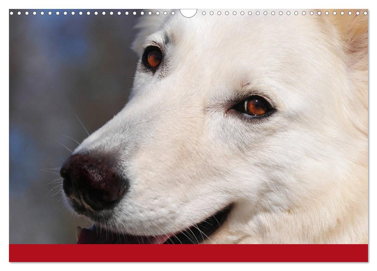 Bild: 9783435765560 | Weißer Schweizer Schäferhund (Wandkalender 2025 DIN A3 quer),...