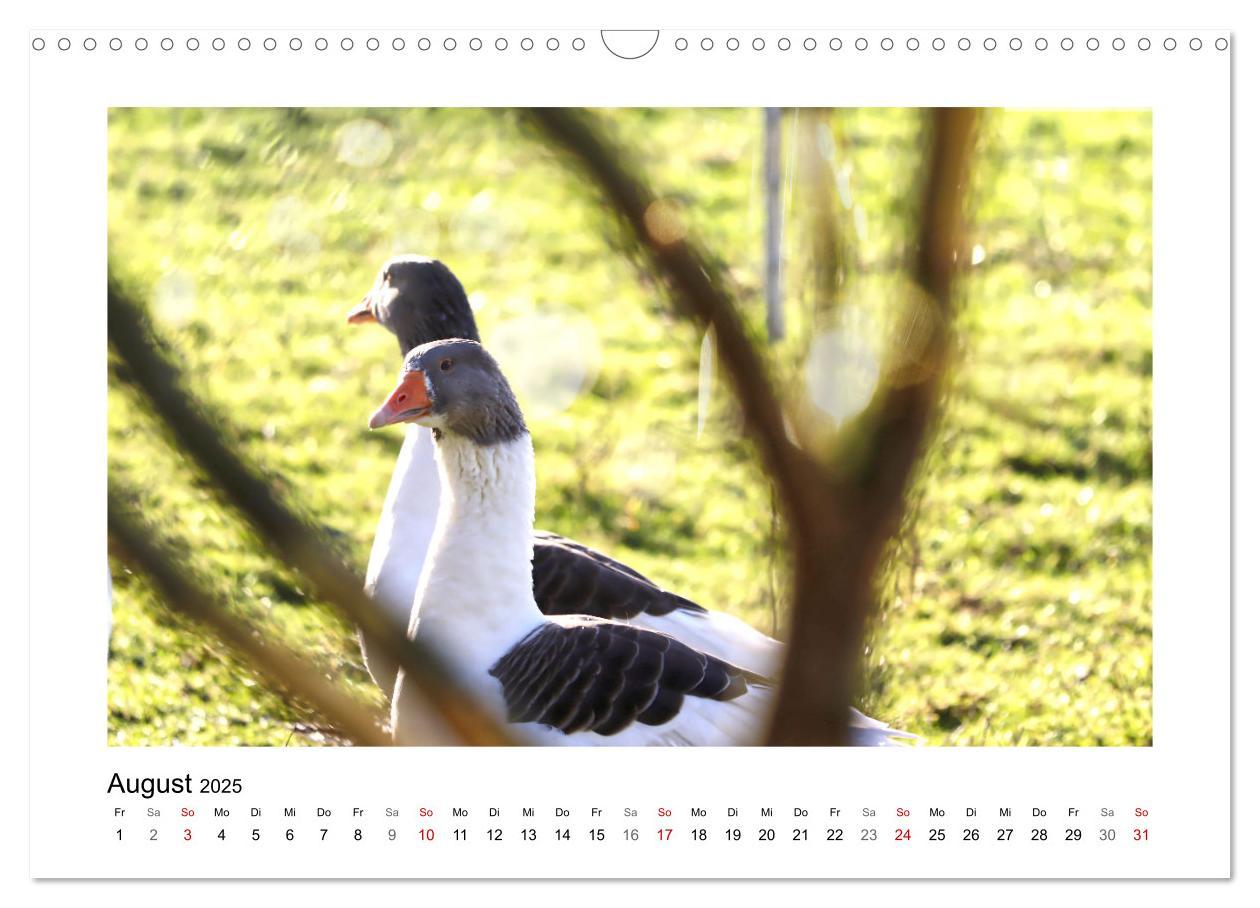 Bild: 9783383977046 | Gänse, geselliges Federvieh (Wandkalender 2025 DIN A3 quer),...