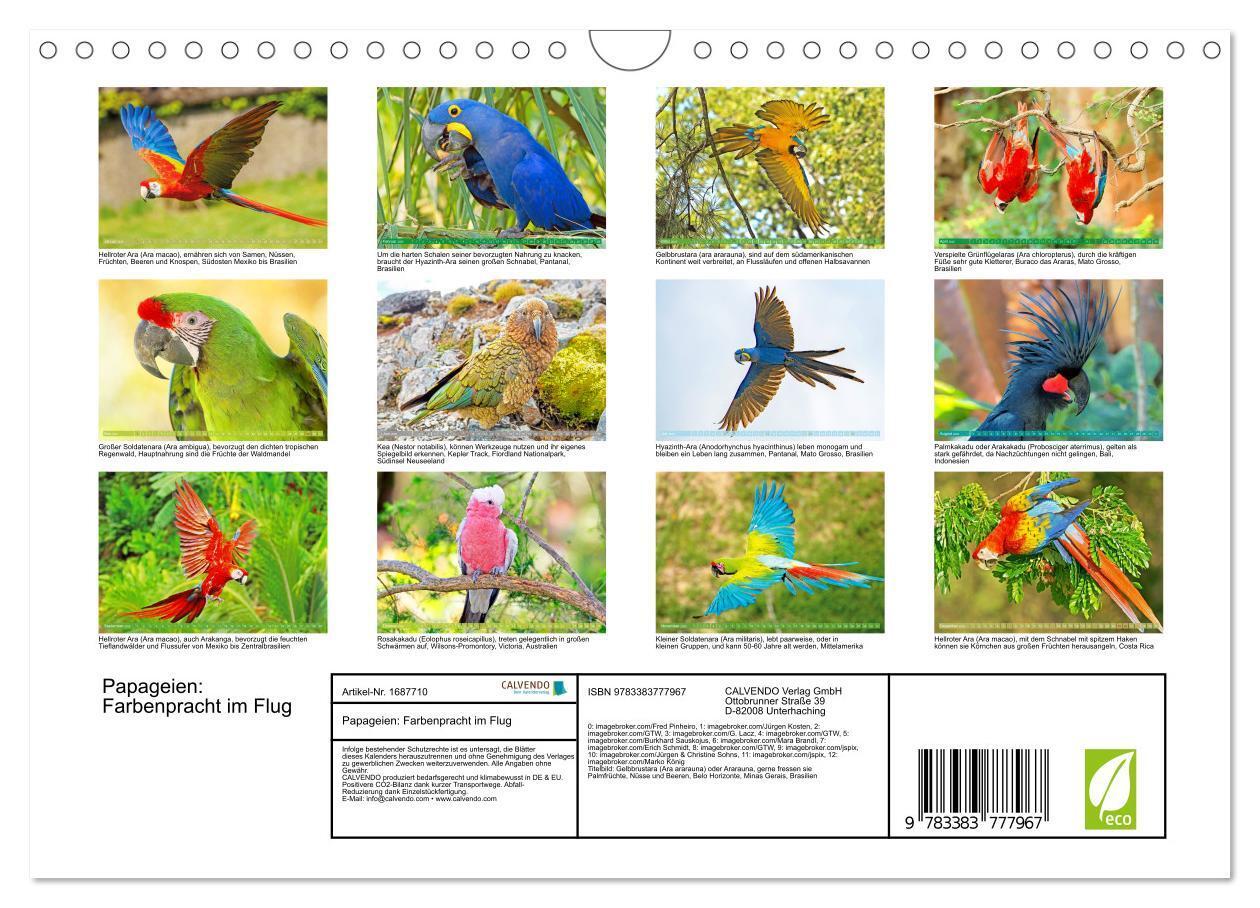 Bild: 9783383777967 | Papageien: Farbenpracht im Flug (Wandkalender 2025 DIN A4 quer),...