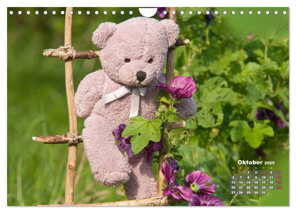 Bild: 9783435576586 | Geliebte Bären - Teddys (Wandkalender 2025 DIN A4 quer), CALVENDO...