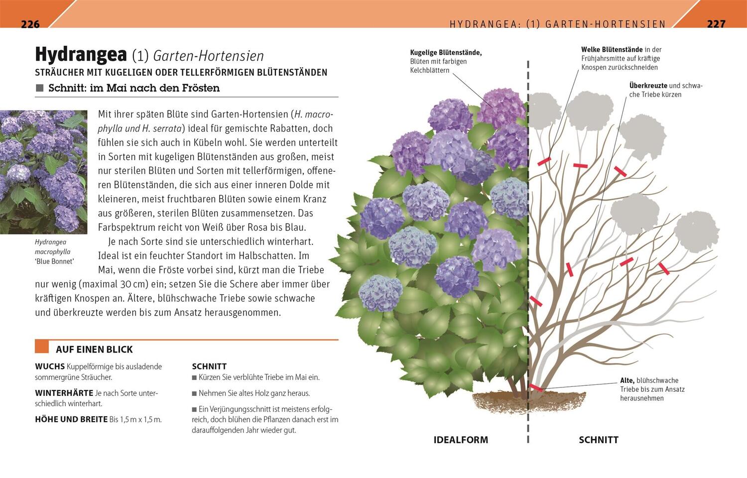 Bild: 9783831042647 | Gartenwissen Pflanzenschnitt | Andrew Mikolajski | Taschenbuch | 2021