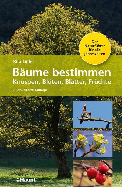 Cover: 9783258080499 | Bäume bestimmen - Knospen, Blüten, Blätter, Früchte | Rita Lüder