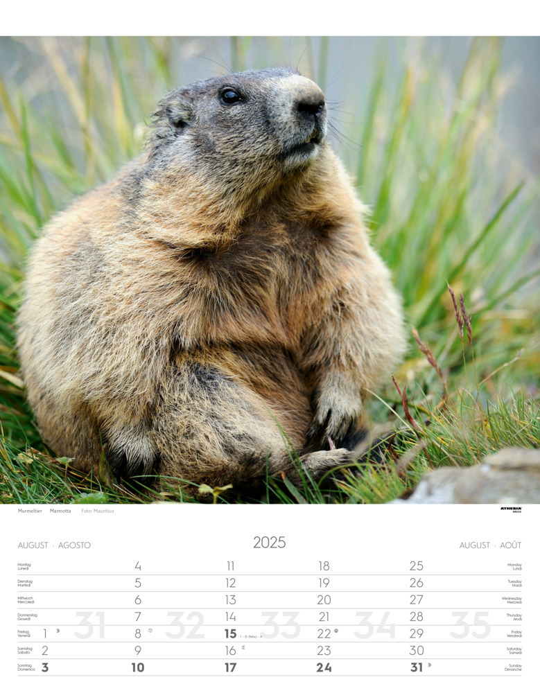 Bild: 9788868397449 | Tiere der Alpen - Kalender 2025 | Animali delle Alpi - Alpine animals