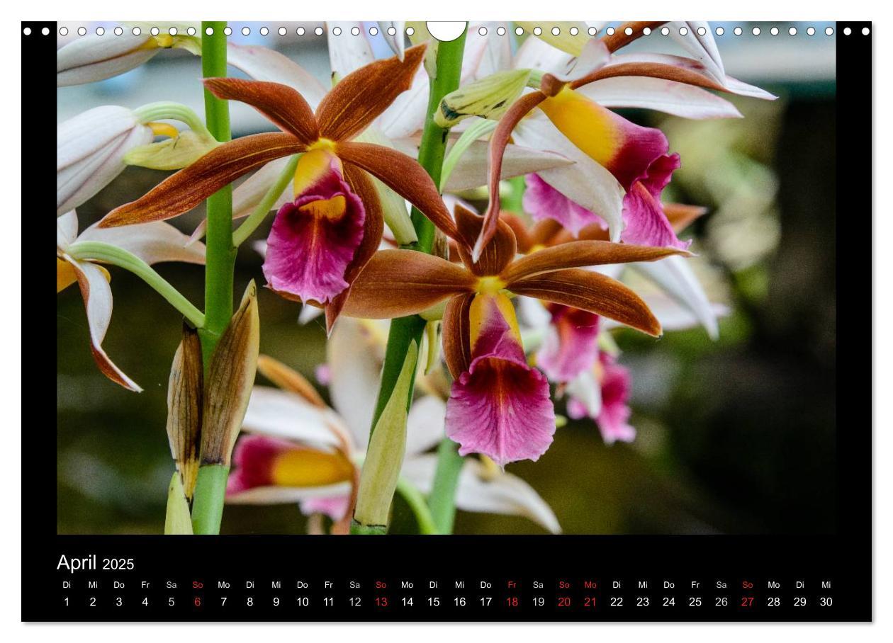 Bild: 9783435598915 | Wunderbare Orchideen (Wandkalender 2025 DIN A3 quer), CALVENDO...