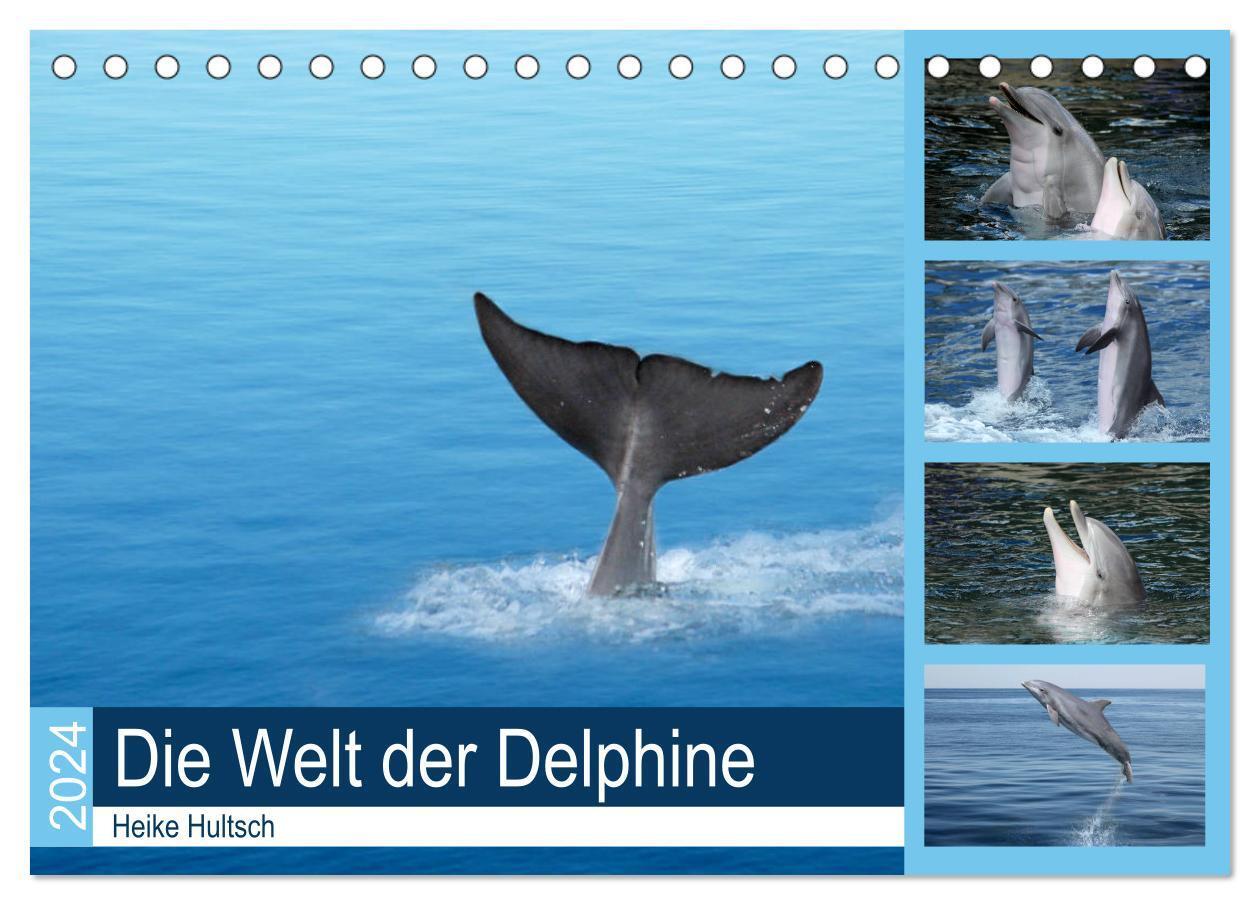 Cover: 9783383234286 | Die Welt der Delphine (Tischkalender 2024 DIN A5 quer), CALVENDO...