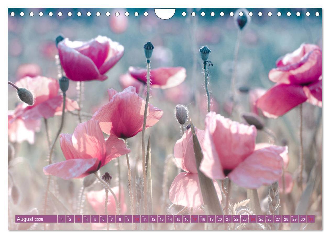 Bild: 9783435288281 | Mohnblumen - Fotografie mit Magie (Wandkalender 2025 DIN A4 quer),...