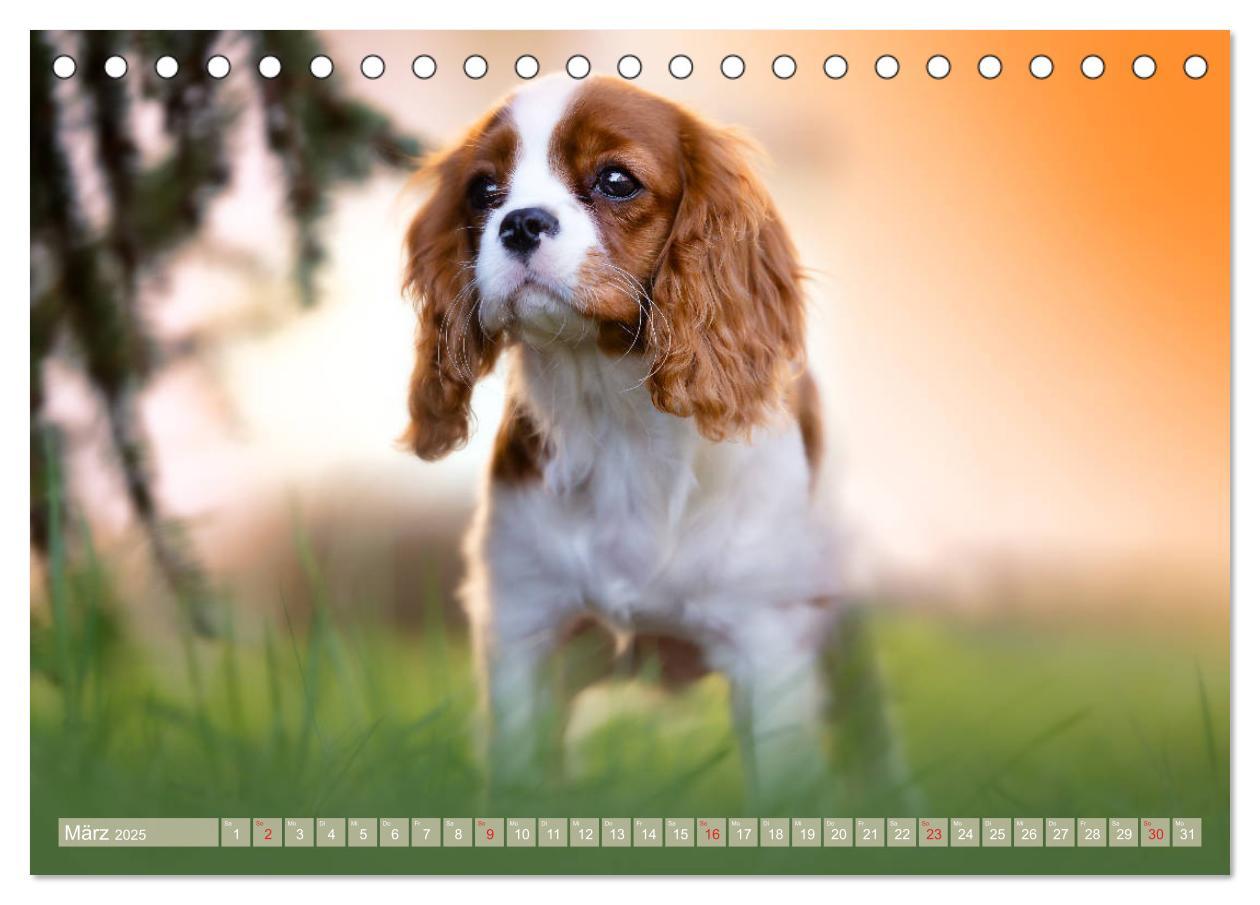 Bild: 9783435178896 | Der Welpenkalender - Cavalier King Charles Spaniel (Tischkalender...