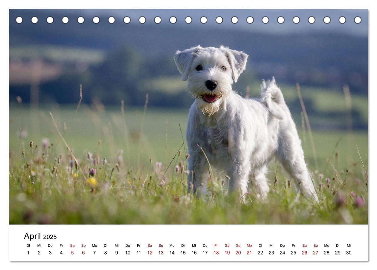 Bild: 9783435413430 | Schnauzer... von Zwergen und Riesen 2025 (Tischkalender 2025 DIN A5...