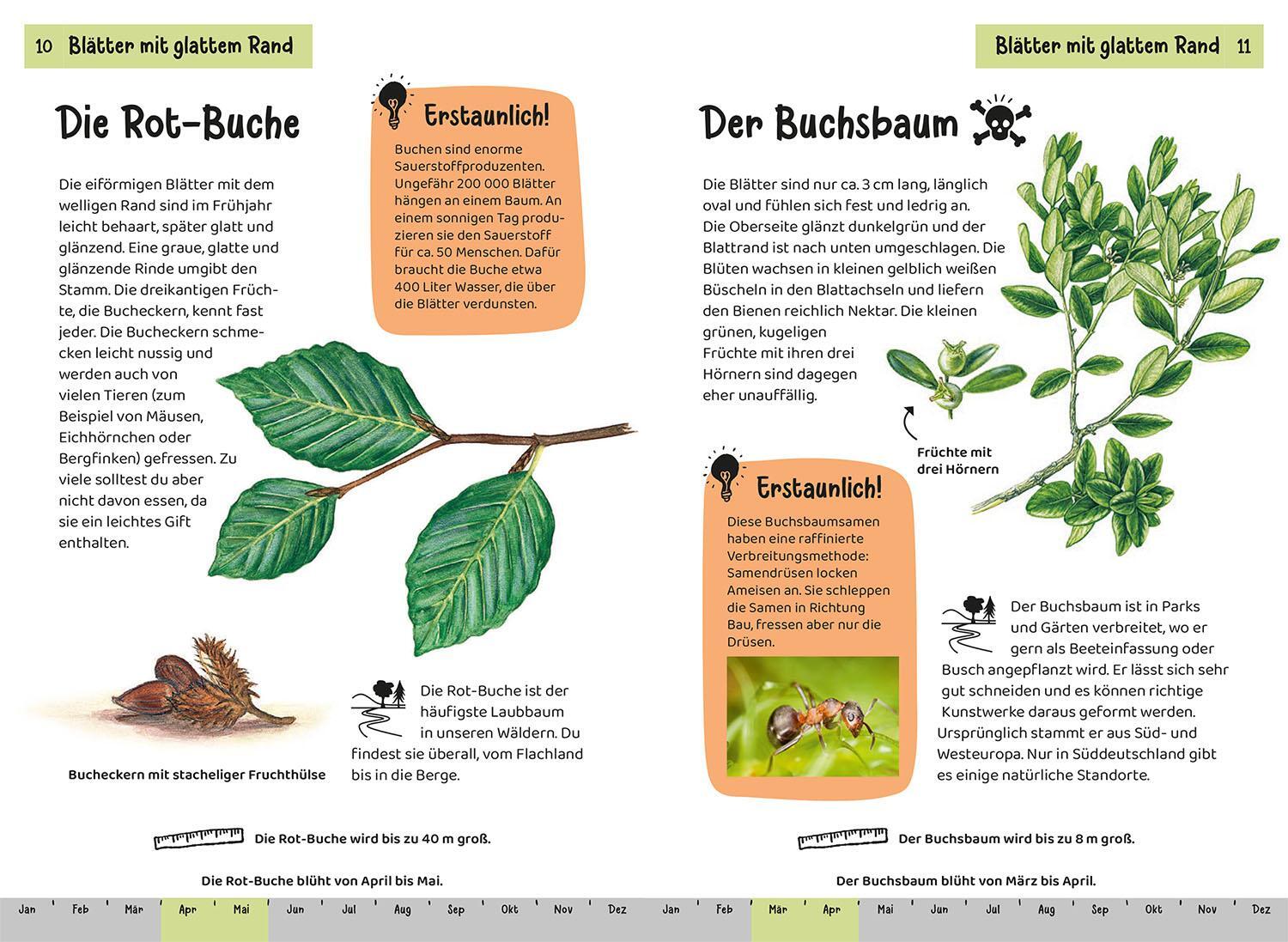 Bild: 9783440172452 | Welcher Baum ist das? Kindernaturführer | Holger Haag | Taschenbuch