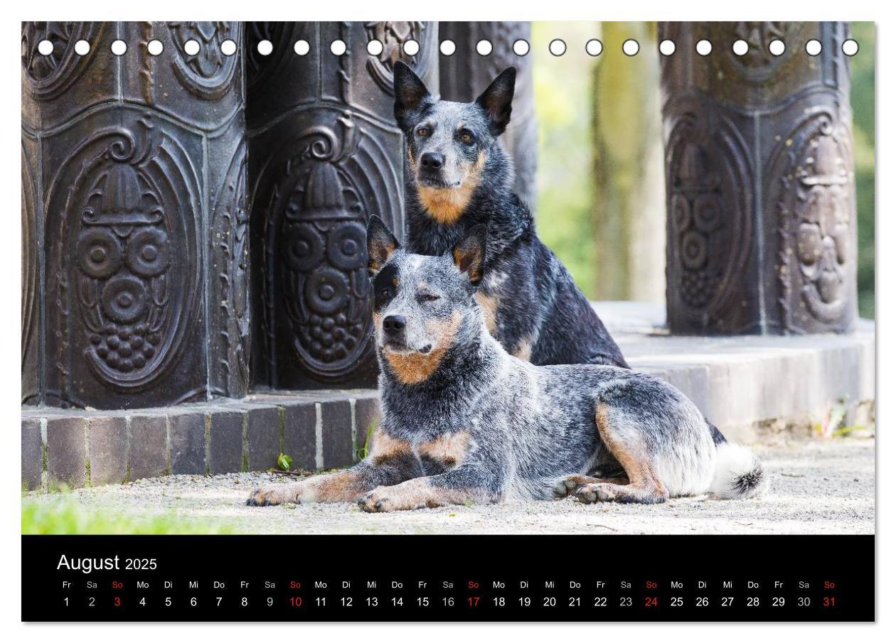 Bild: 9783435462421 | Australian Cattle Dogs zwischen Kunst und Kultur (Tischkalender...