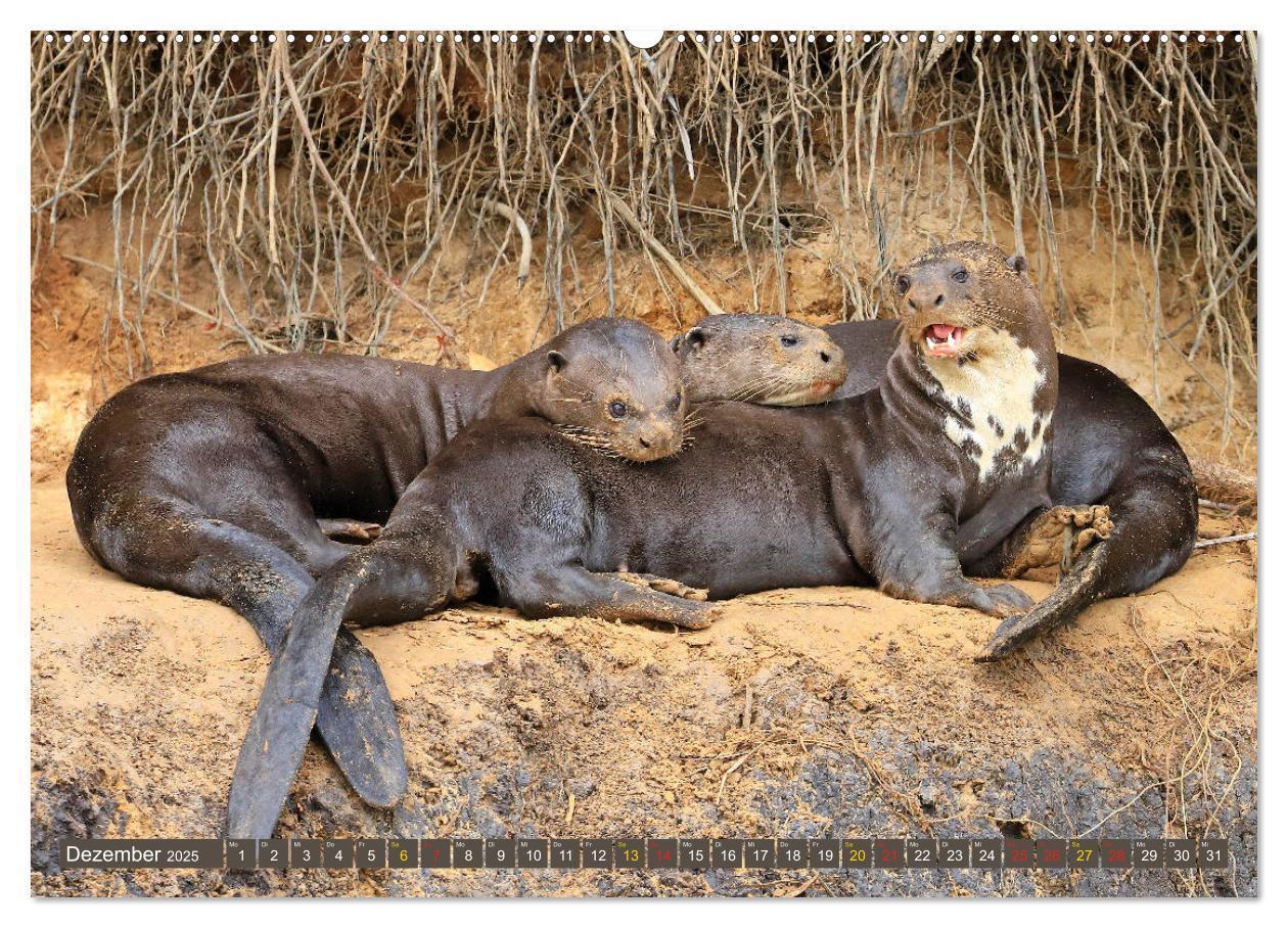 Bild: 9783435262595 | Riesenotter - Flusswölfe im Pantanal (Wandkalender 2025 DIN A2...