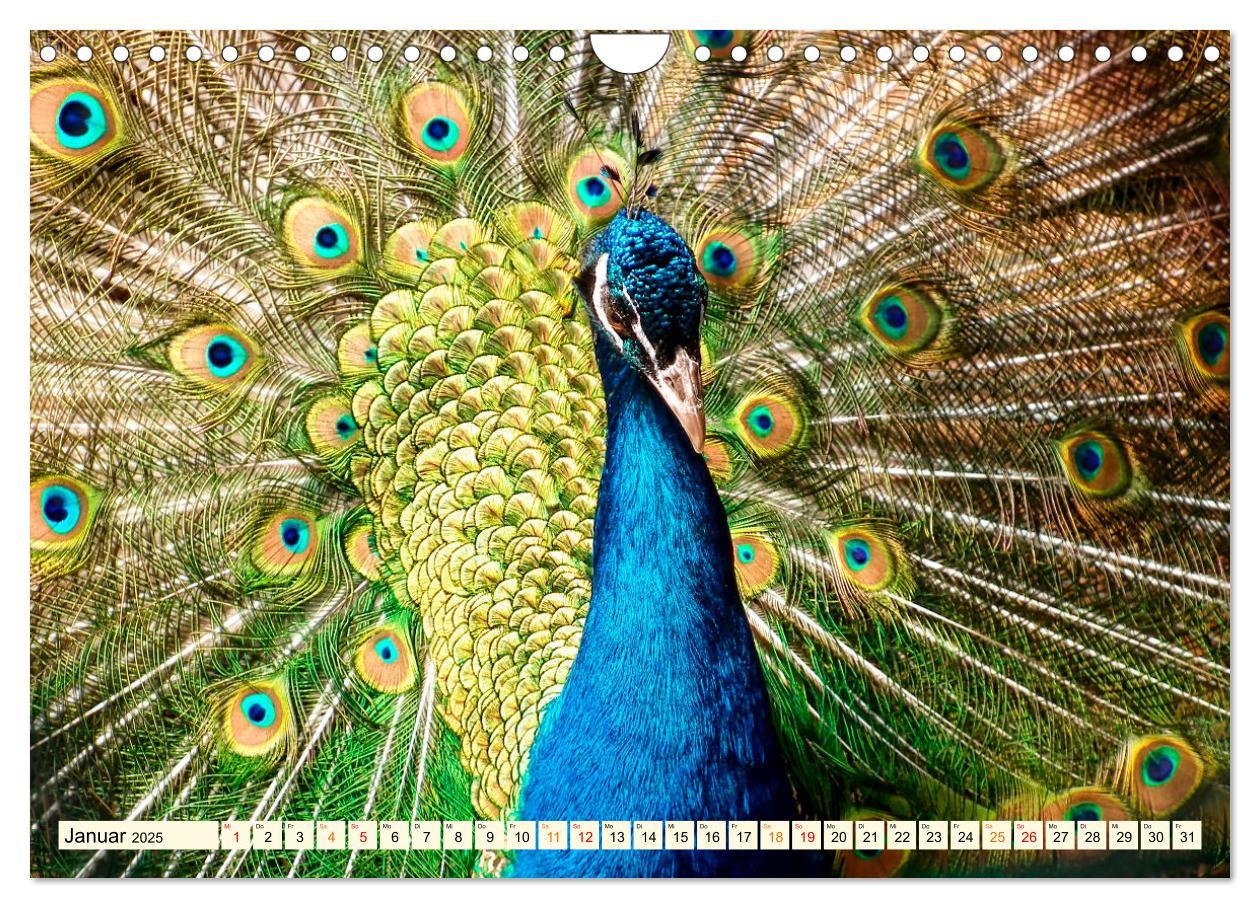 Bild: 9783383953460 | Schöner Pfau (Wandkalender 2025 DIN A4 quer), CALVENDO Monatskalender