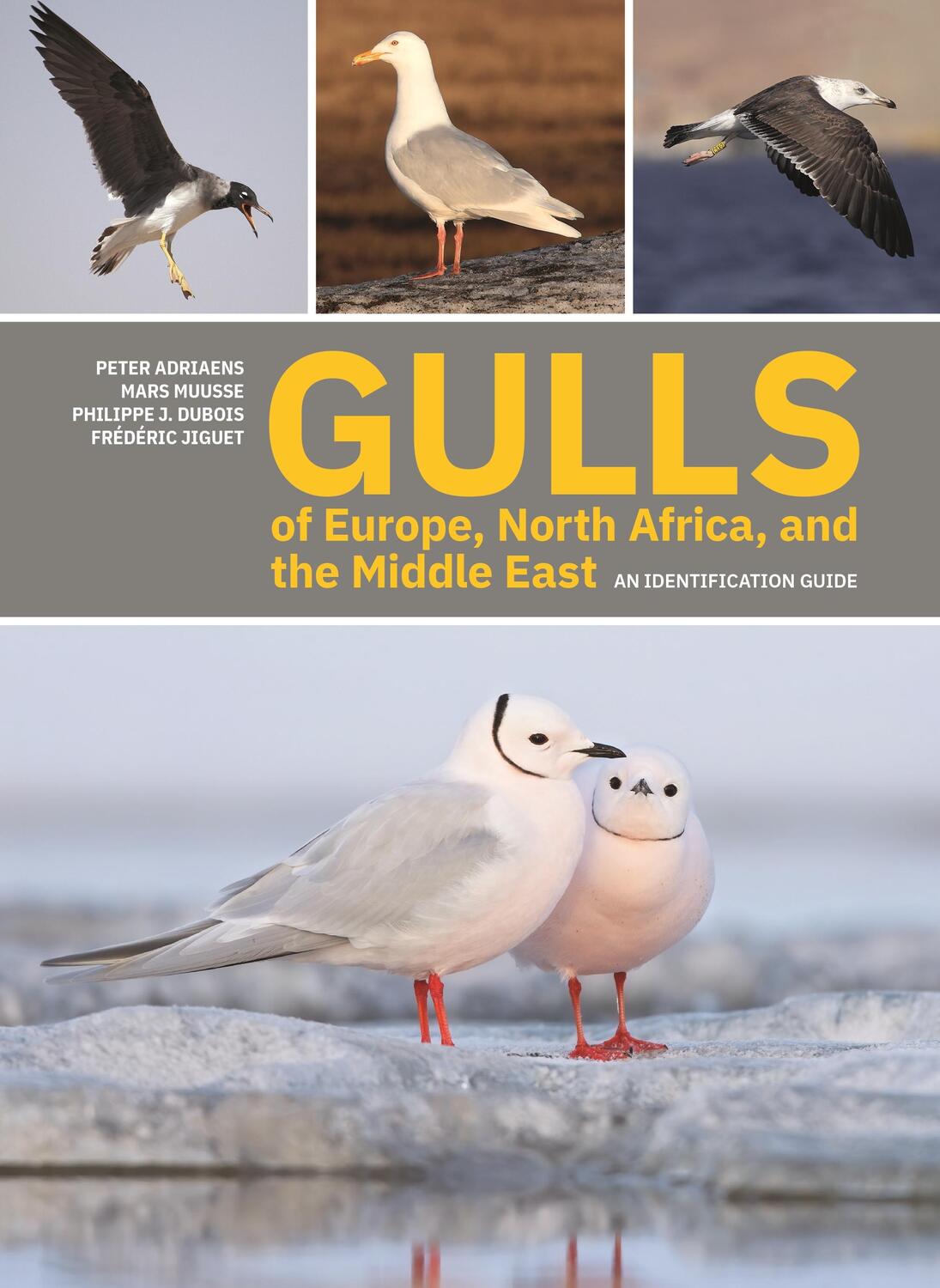 Cover: 9780691222837 | Gulls of Europe, North Africa, and the Middle East | Adriaens (u. a.)