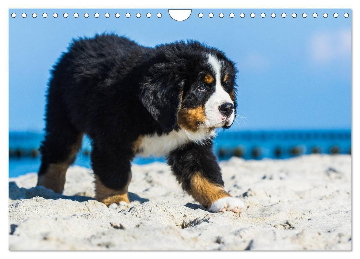 Bild: 9783435478736 | Seebärchen entdecken die Welt - Berner Sennenhunde (Wandkalender...