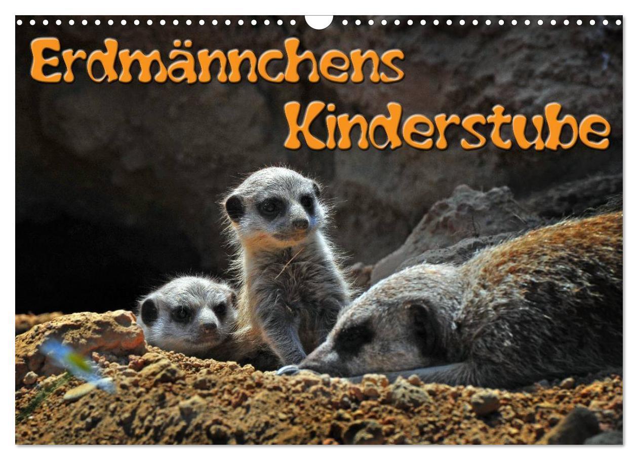 Cover: 9783383380693 | Erdmännchens Kinderstube (Wandkalender 2024 DIN A3 quer), CALVENDO...