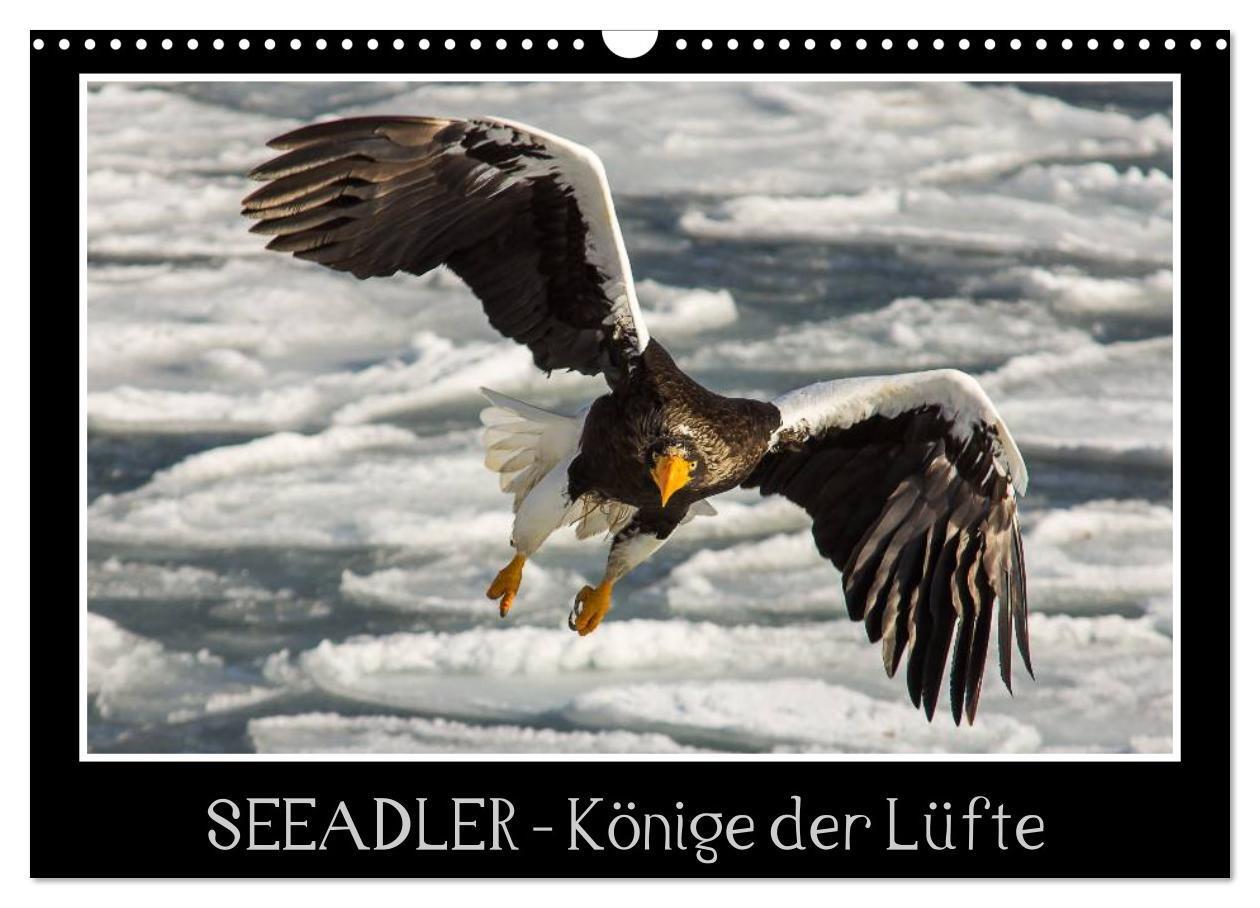 Cover: 9783383576553 | Seeadler - Könige der Lüfte (Wandkalender 2024 DIN A3 quer),...