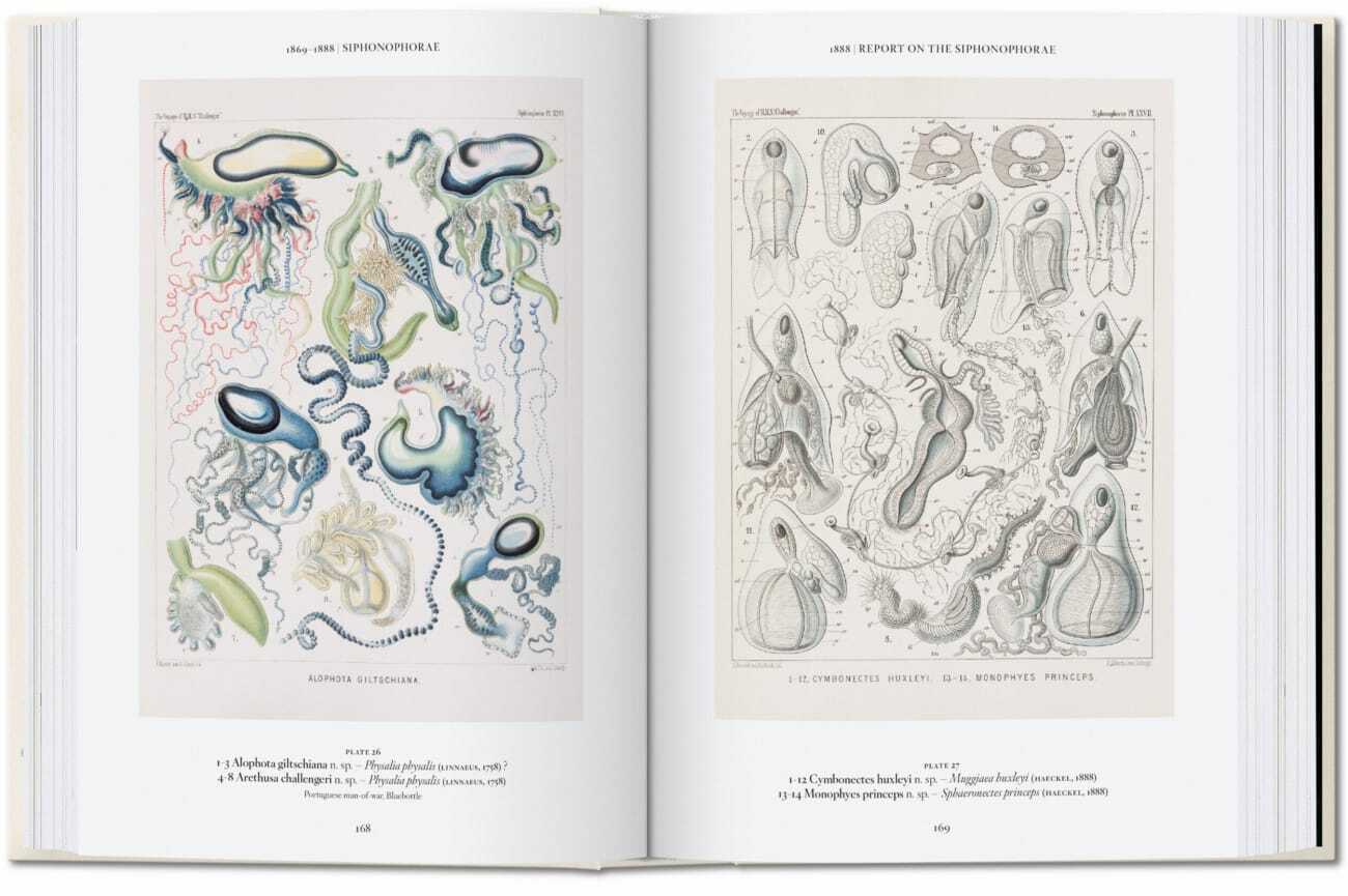 Bild: 9783836584289 | The Art and Science of Ernst Haeckel. 40th Ed. | Julia Voss (u. a.)