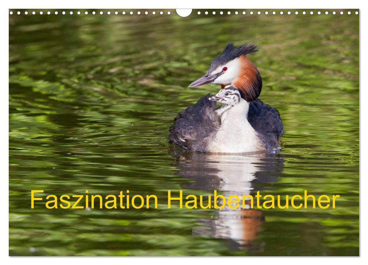 Cover: 9783383256592 | Faszination Haubentaucher (Wandkalender 2024 DIN A3 quer), CALVENDO...