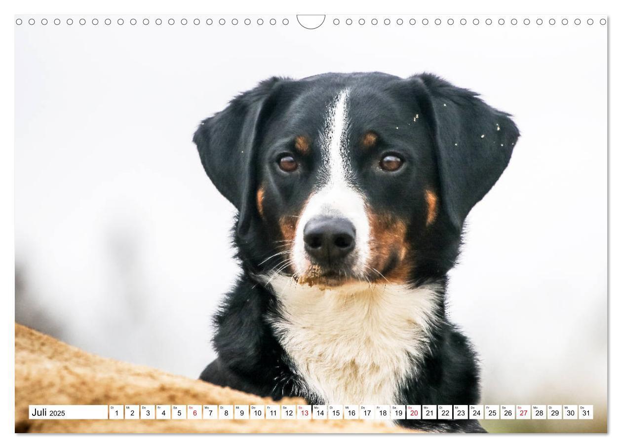 Bild: 9783435332441 | Appenzeller Sennenhunde (Wandkalender 2025 DIN A3 quer), CALVENDO...