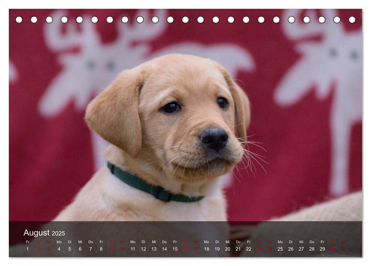 Bild: 9783435453672 | Labrador Retriever Welpen (Tischkalender 2025 DIN A5 quer),...