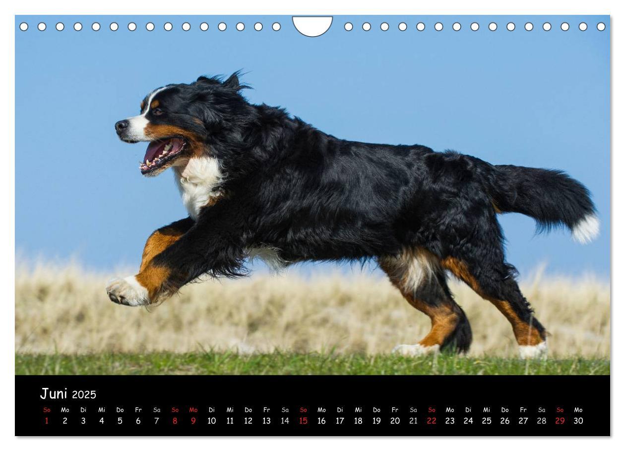 Bild: 9783435770861 | Berner Sennenhund 2025 (Wandkalender 2025 DIN A4 quer), CALVENDO...