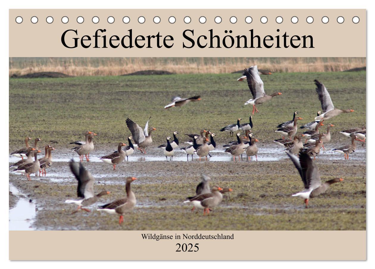 Cover: 9783435375592 | Gefiederte Schönheiten - Wildgänse in Norddeutschland...