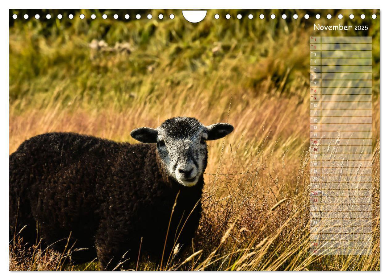 Bild: 9783435359097 | Ein Sommer auf Texel (Wandkalender 2025 DIN A4 quer), CALVENDO...