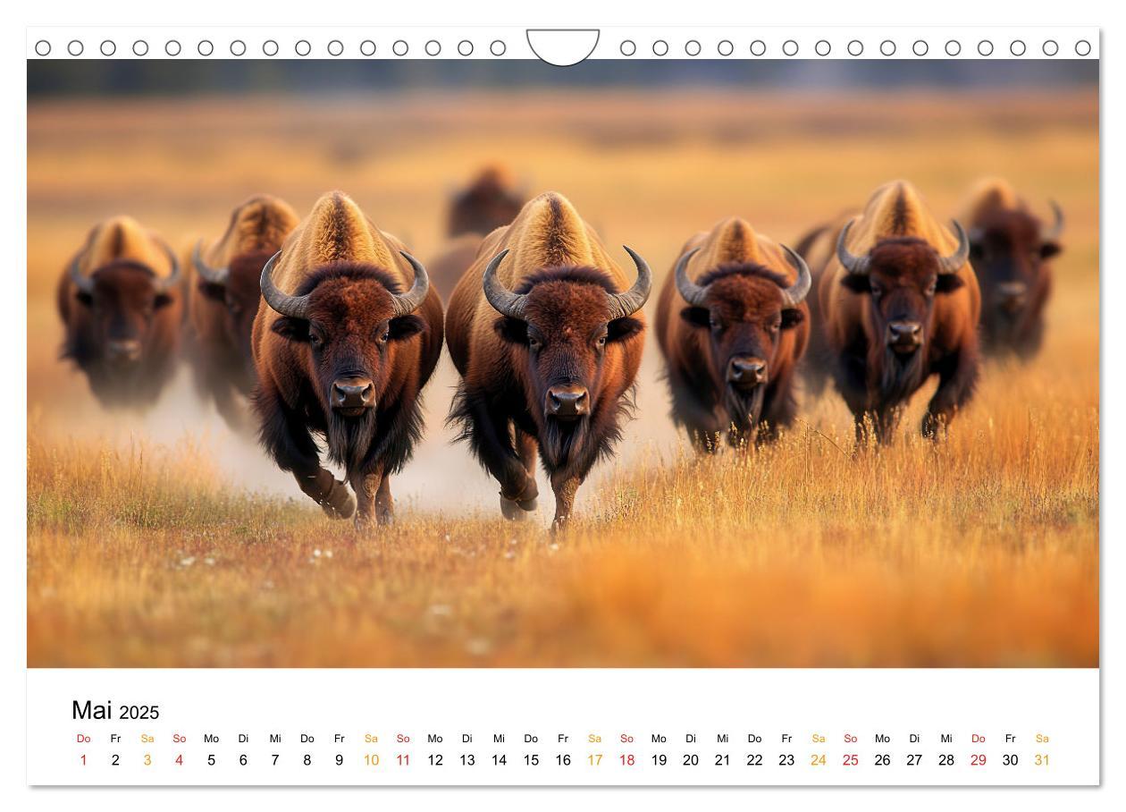 Bild: 9783457238349 | Büffel - Ikonen der Wildnis (Wandkalender 2025 DIN A4 quer),...