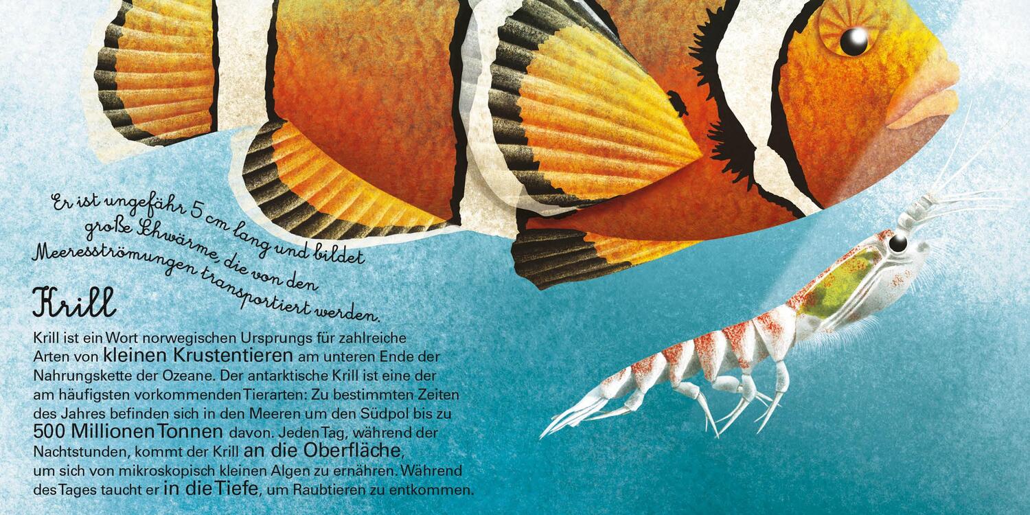 Bild: 9788863125818 | Das gro¿e Buch der Seetiere. Das kleine Buch der Seetiere | Banfi