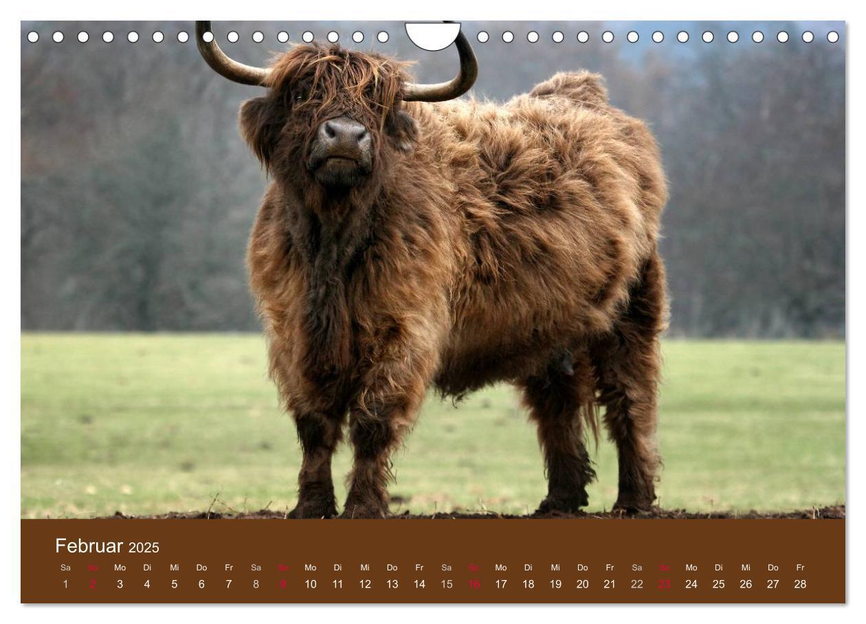 Bild: 9783435643080 | Schottische Hochlandrinder - Highland Cattle (Wandkalender 2025 DIN...