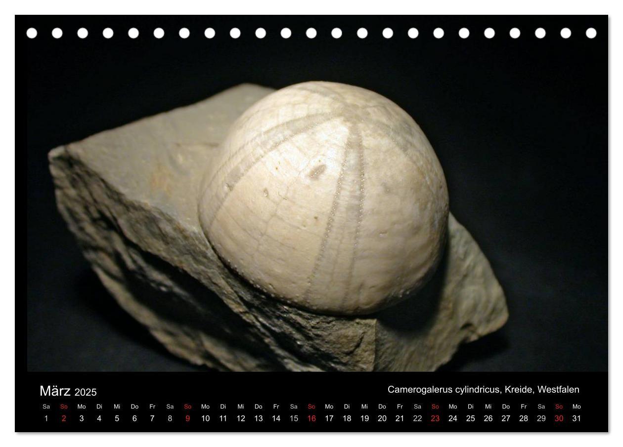 Bild: 9783435770205 | Fossilien - Zeugen der Urzeit (Tischkalender 2025 DIN A5 quer),...